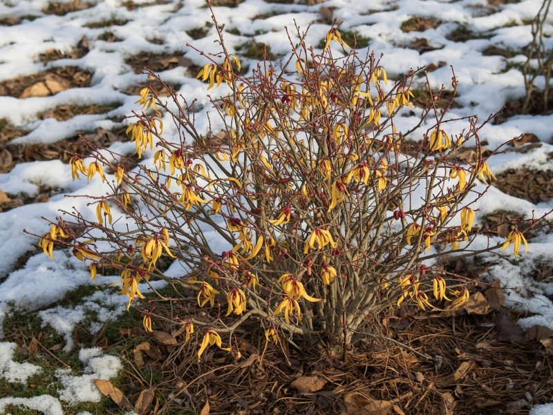 Arbust Hamamelis cu flori galbene în formă de panglici, fotografiat într-o grădină mică din România, cu zăpadă și lumină de iarnă.