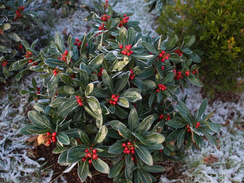 Tufă de Ilex aquifolium cu frunze lucioase și bobițe roșii, fotografiată într-o grădină mică din România, în mijlocul iernii.