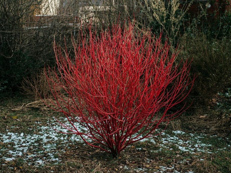 Tufe de Cornus cu tulpini roșii aprinse, într-o mică grădină românească acoperită parțial de zăpadă, oferind culoare în sezonul rece.