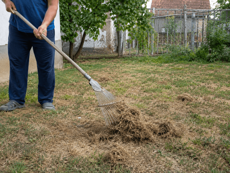 Persoană care greblează iarba uscată și resturile vegetale de pe un gazon afectat de căldură.