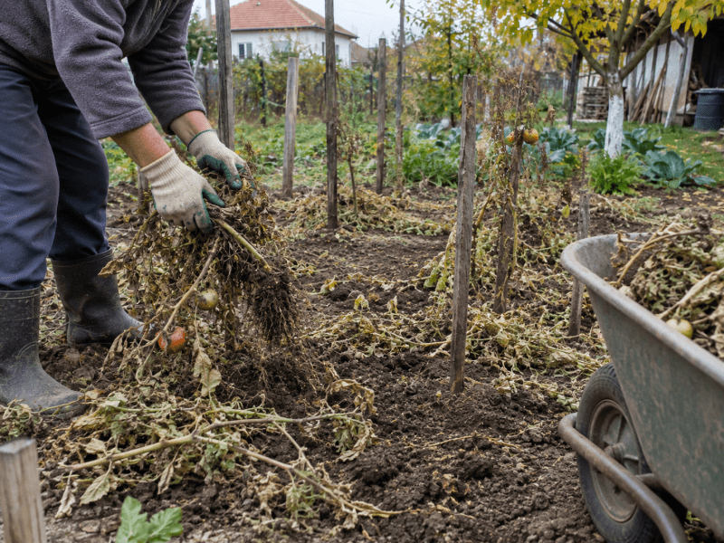 Grădinar care scoate plantele uscate de roșii și curăță parcela după recoltare