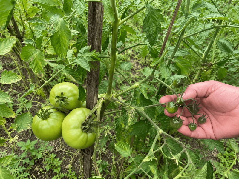 Roșii mari verzi pe plantă și roșii mici verzi ținute în mână pentru comparație
