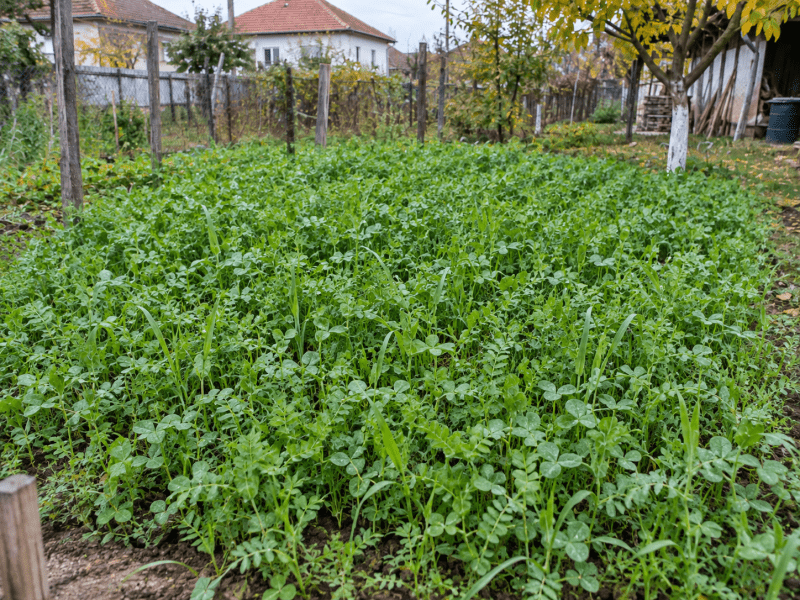 Parcelă acoperită cu plante pentru îngrășământ verde într-o grădină de toamnă