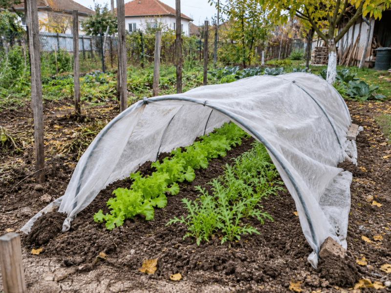 Rânduri de salată și rucola protejate cu tunel jos din folie textilă în grădină